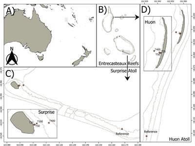 Seabird-Derived Nutrients Supply Modulates the Trophic Strategies of Mixotrophic Corals